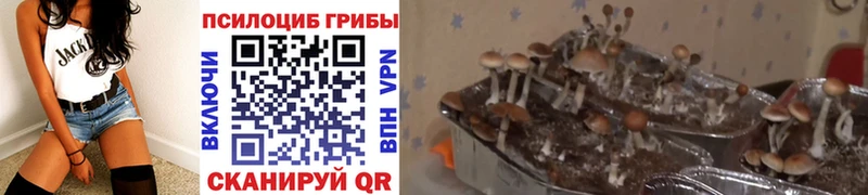 Галлюциногенные грибы Psilocybe  Котовск 
